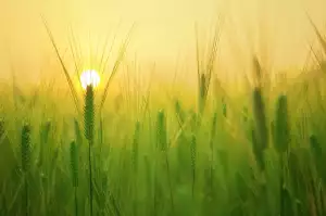 Babské Rady Na Pískání V Uších