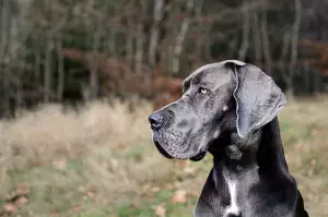 Dane Na Manzelku